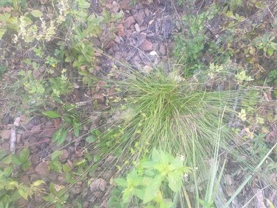 Carex spicata, photographed by Dmitriy Bochkov