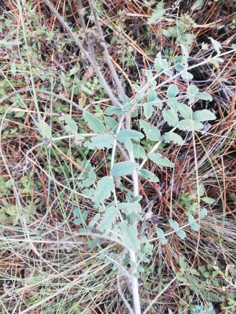 Onobrychis pallasii, photographed by Татьяна Максимова