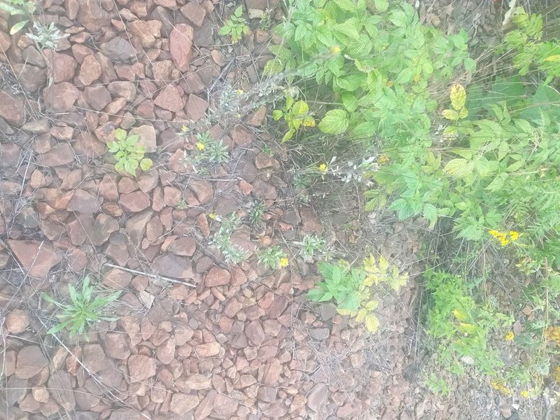 Erysimum hieraciifolium, photographed by Dmitriy Bochkov