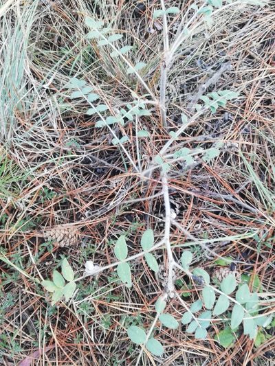 Onobrychis pallasii, photographed by Татьяна Максимова