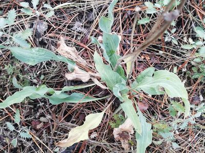 Scorzonera laciniata, photographed by Татьяна Максимова