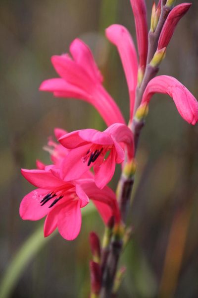 Watsonia paucifolia, photographed by Tony Rebelo