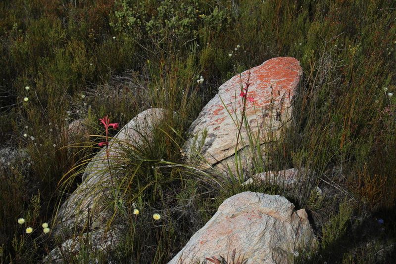 Watsonia paucifolia, photographed by Tony Rebelo