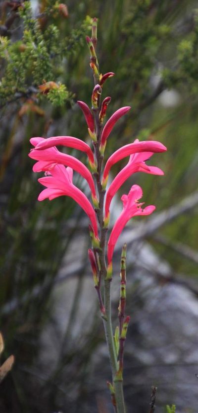Watsonia paucifolia, photographed by Tony Rebelo