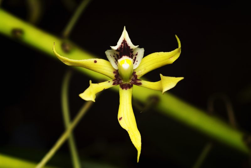 Prosthechea mejia, photographed by Daniel Mesa