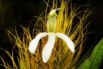 Justicia croceochlamys, photographed by Daniel Mesa
