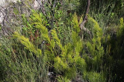 Rhodocoma foliosa, photographed by Tony Rebelo