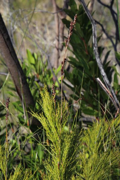 Rhodocoma foliosa, photographed by Tony Rebelo