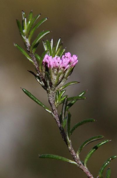 Metalasia serrata, photographed by Tony Rebelo