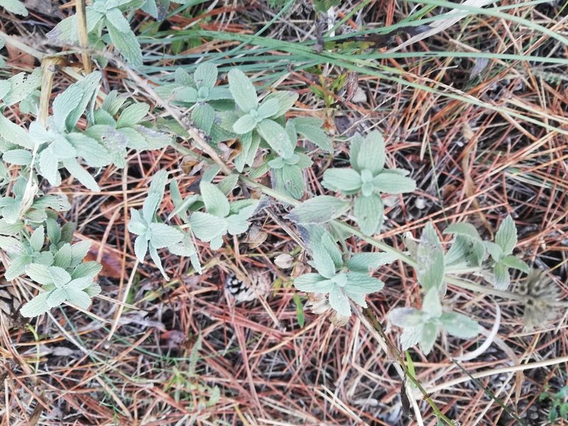 Marrubium peregrinum, photographed by Татьяна Максимова