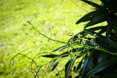Prosthechea mejia, photographed by Daniel Mesa