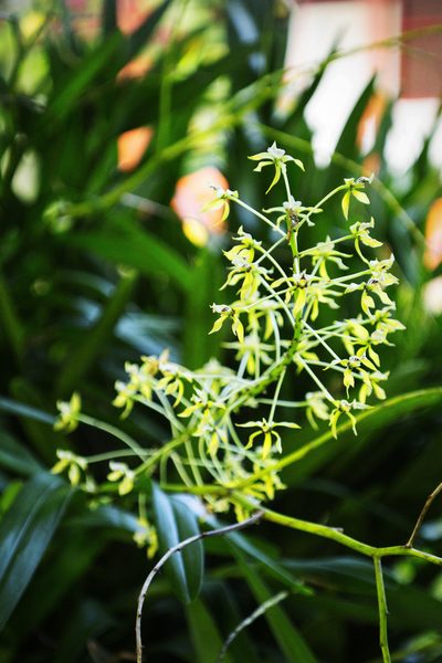 Prosthechea mejia, photographed by Daniel Mesa