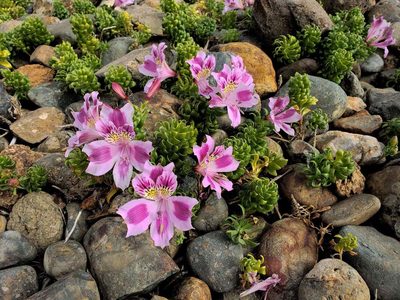 Alstroemeria pelegrina, photographed by Cesar Ormazabal