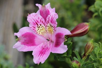 Alstroemeria pelegrina, photographed by Cesar Ormazabal