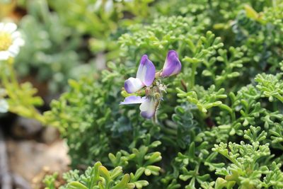 Astragalus amatus, photographed by Cesar Ormazabal