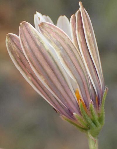 Dimorphotheca zeyheri, photographed by Nicola van Berkel