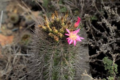 Eriosyce subgibbosa, photographed by Cesar Ormazabal