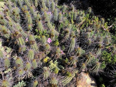 Eulychnia castanea, photographed by Cesar Ormazabal