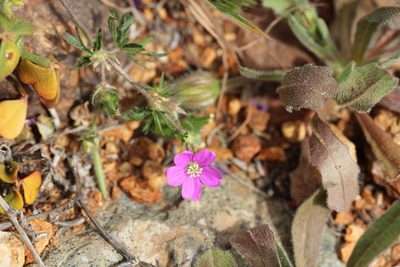 Geranium skottsbergii, photographed by Cesar Ormazabal