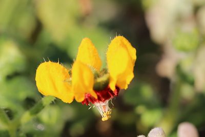Loasa tricolor, photographed by Cesar Ormazabal
