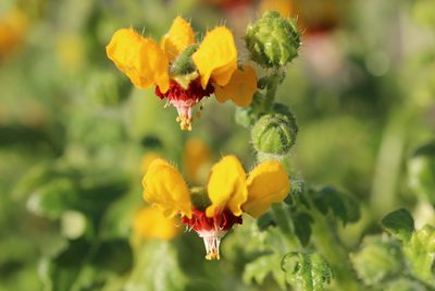 Loasa tricolor, photographed by Cesar Ormazabal