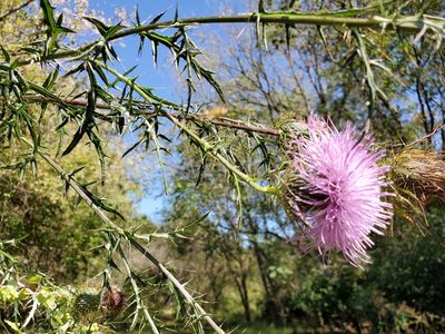 Cirsium discolor, photographed by Tom Field