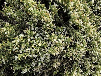 Nolana sedifolia, photographed by Cesar Ormazabal
