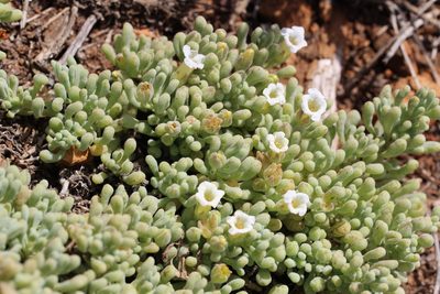 Nolana crassulifolia, photographed by Cesar Ormazabal