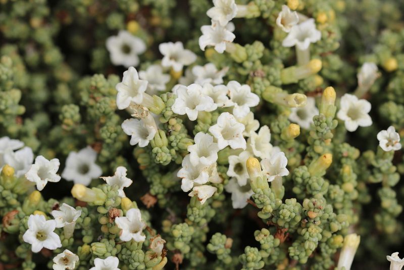 Nolana sedifolia, photographed by Cesar Ormazabal