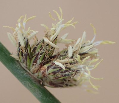 Schoenoplectiella decipiens, photographed by Nicola van Berkel