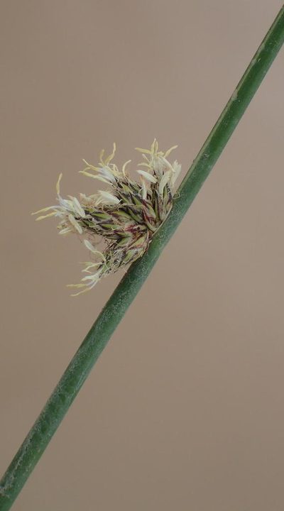 Schoenoplectiella decipiens, photographed by Nicola van Berkel