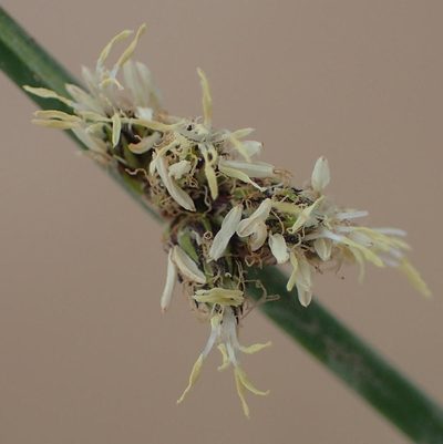 Schoenoplectiella decipiens, photographed by Nicola van Berkel