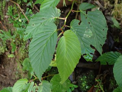 Begonia peruviana, photographed by Skjold Søndergaard