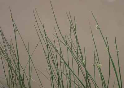 Schoenoplectiella decipiens, photographed by Nicola van Berkel