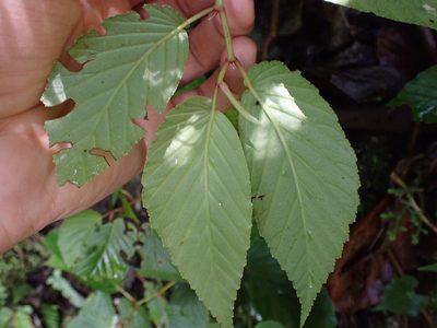 Begonia peruviana, photographed by Skjold Søndergaard