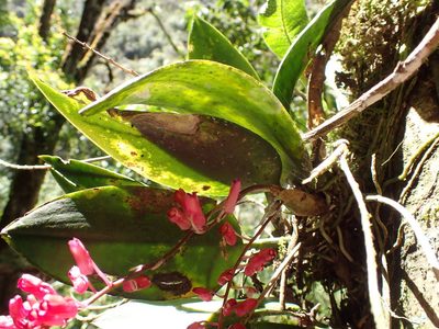 Comparettia rubriflora, photographed by Skjold Søndergaard
