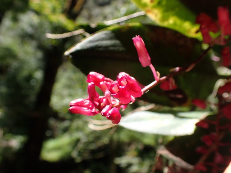 Comparettia rubriflora, photographed by Skjold Søndergaard