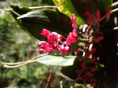 Comparettia rubriflora, photographed by Skjold Søndergaard