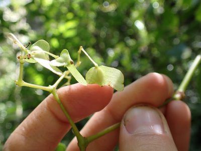 Begonia peruviana, photographed by Skjold Søndergaard