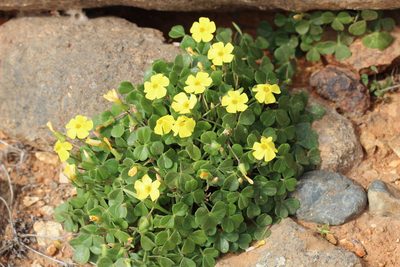 Oxalis mirbelii, photographed by Cesar Ormazabal