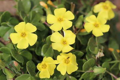 Oxalis mirbelii, photographed by Cesar Ormazabal