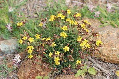 Oxalis tortuosa, photographed by Cesar Ormazabal