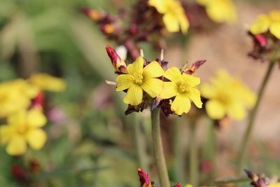 Oxalis tortuosa, photographed by Cesar Ormazabal