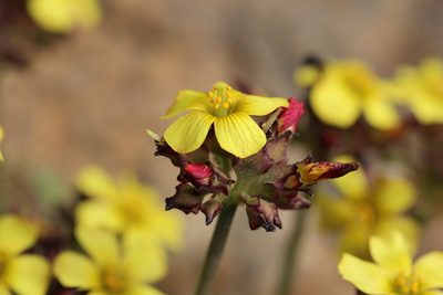 Oxalis tortuosa, photographed by Cesar Ormazabal
