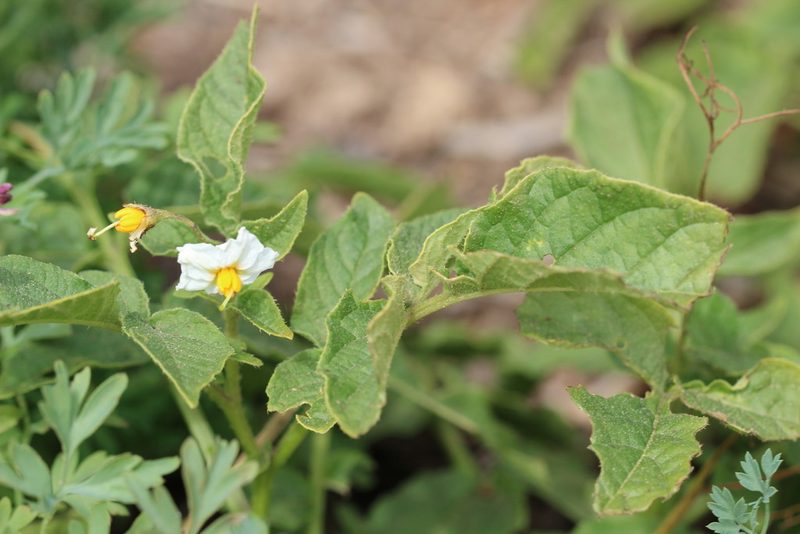 Solanum maglia, photographed by Cesar Ormazabal