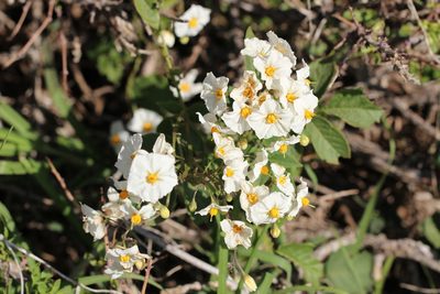 Solanum maglia, photographed by Cesar Ormazabal