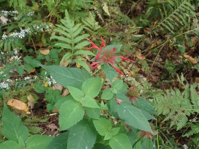 Monarda didyma, photographed by Lynn Harper