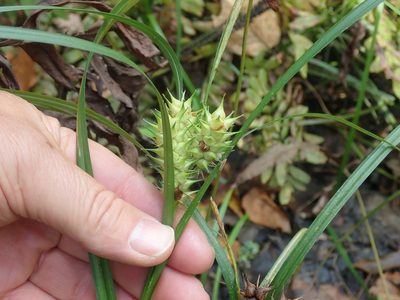Carex lupulina, photographed by Lynn Harper