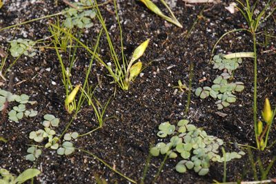 Oxalis commutata, photographed by Tony Rebelo