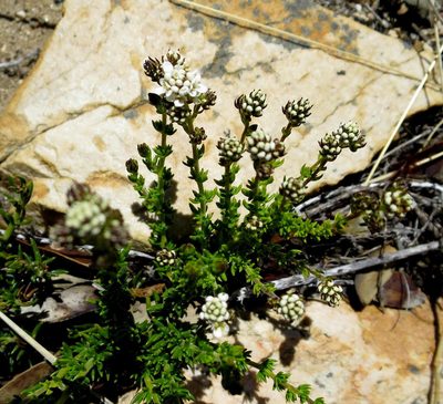 Selago karooica, photographed by Di Turner